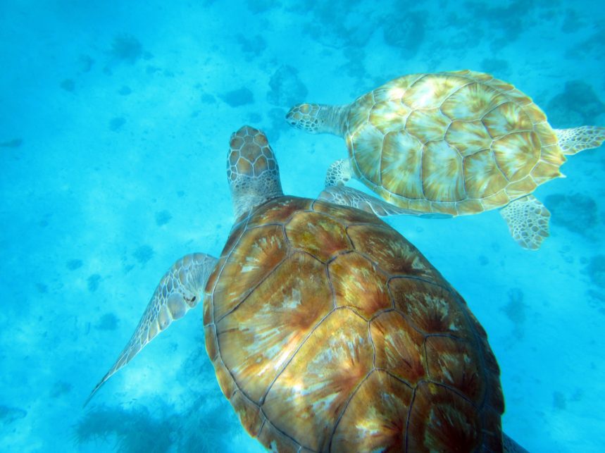 5 Best Adventure Activities in Barbados