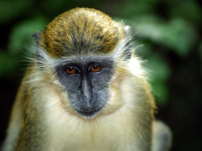 A Quick Guide To Barbados' Wildlife