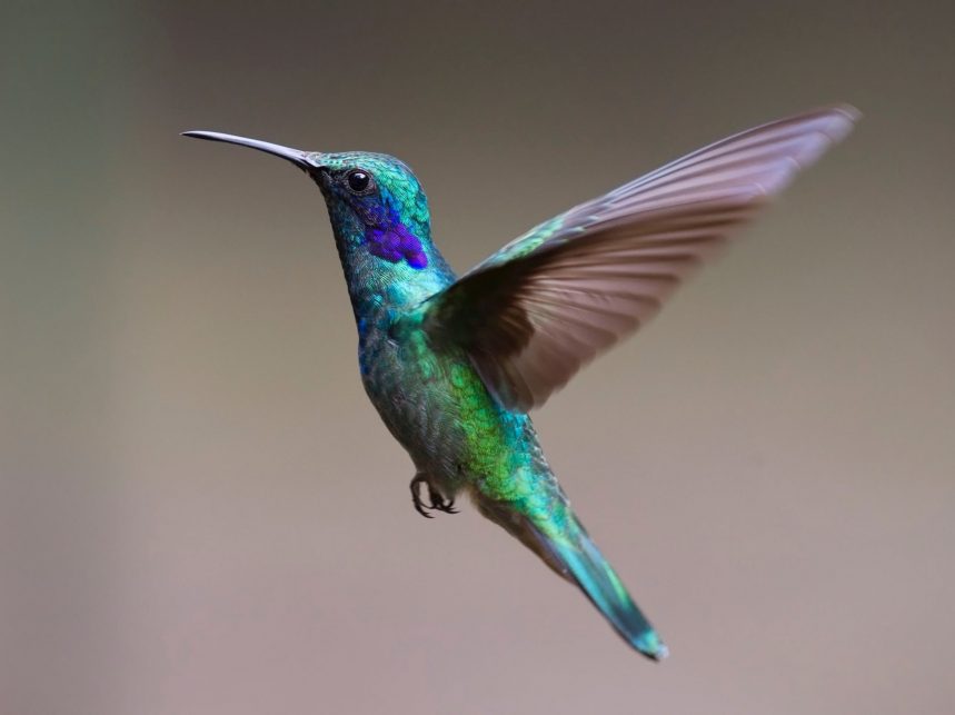 The Fascinating Wildlife of Barbados